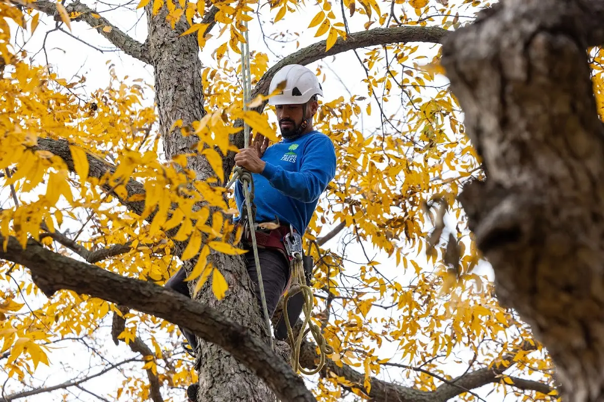 Skilled Tree Pruning crew working in West Branch