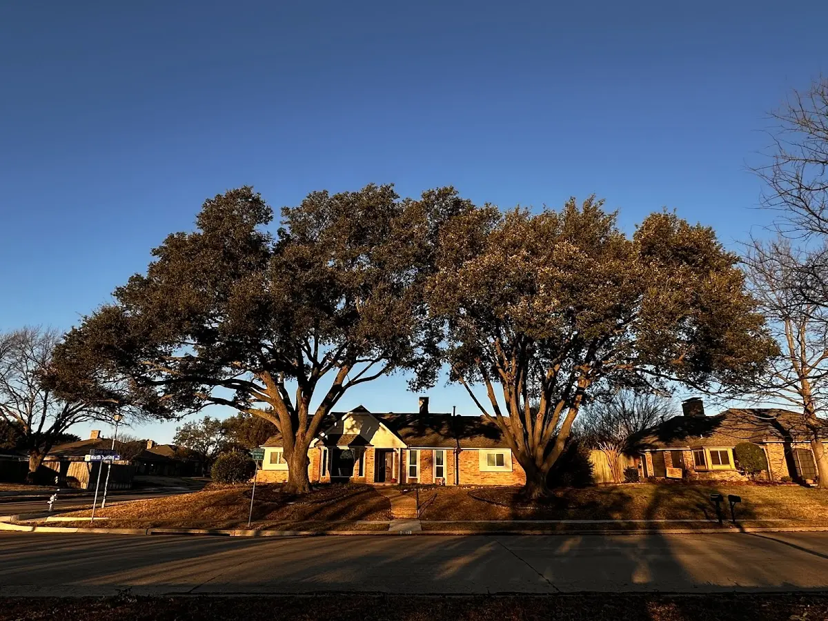 Established residential canopy tree shading a home in West Branch